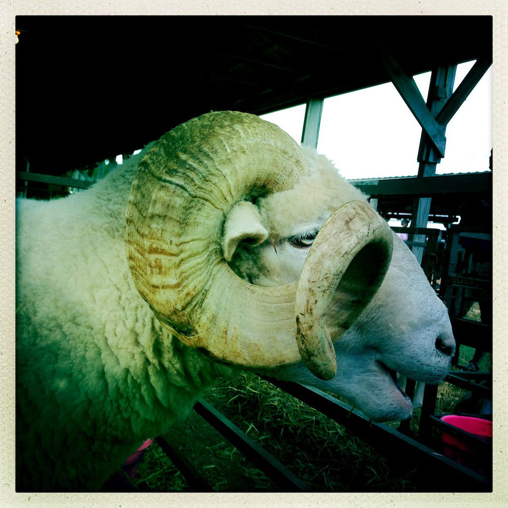 Large horned ram. Blue Hill Fair. Blue Hill, ME. August 29, 2013.